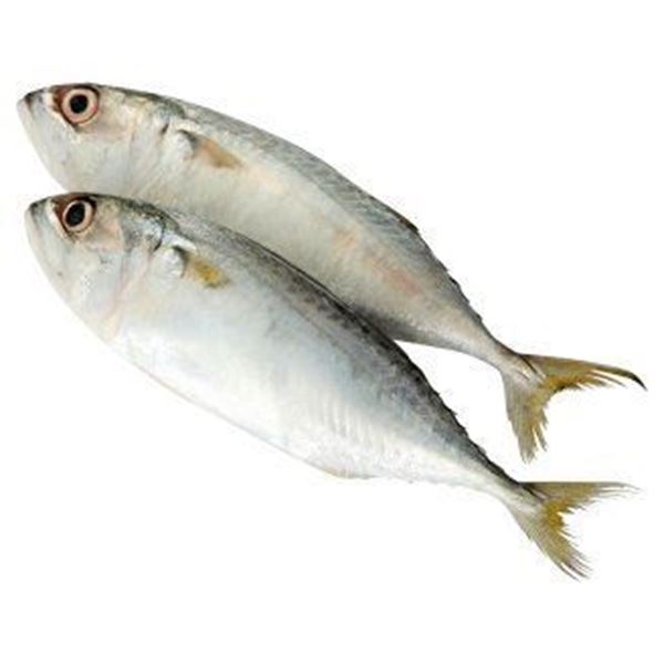 0017590 Suria Indian Mackerel Fish Vietnam Frozen 600